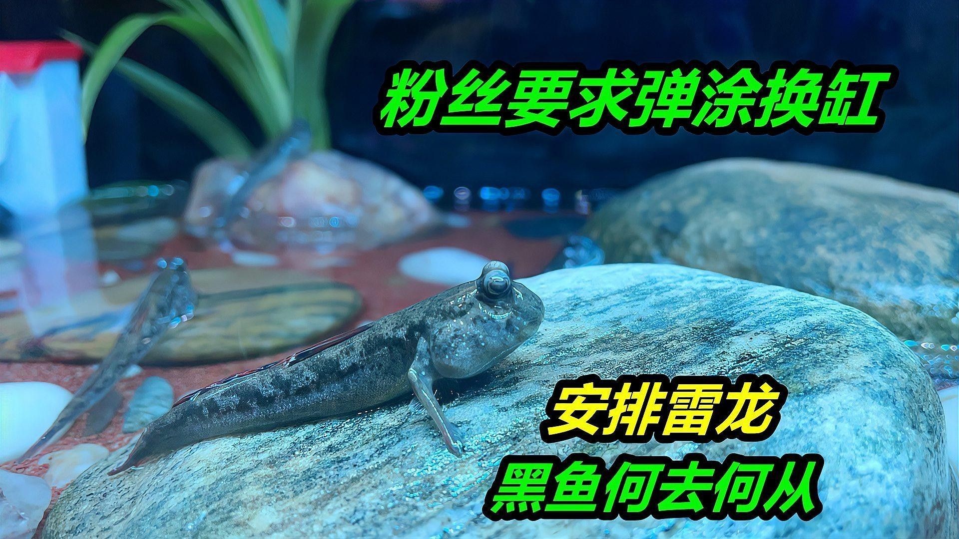 如何為雷龍魚設置最佳水位