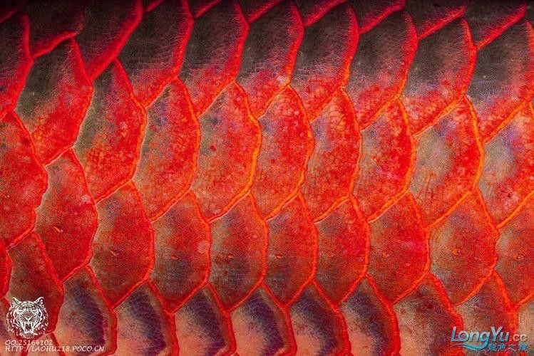 再給我?guī)讖堼堲~高清壁紙（精選多組龍魚壁紙，涵蓋不同風(fēng)格與場(chǎng)景）