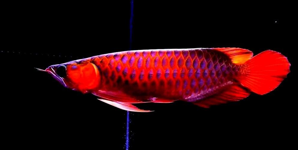 再給我?guī)讖堼堲~高清壁紙（精選多組龍魚壁紙，涵蓋不同風(fēng)格與場(chǎng)景）