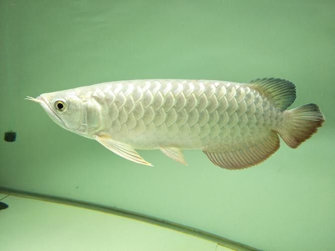 再給我?guī)讖堼堲~高清壁紙（精選多組龍魚壁紙，涵蓋不同風(fēng)格與場(chǎng)景）