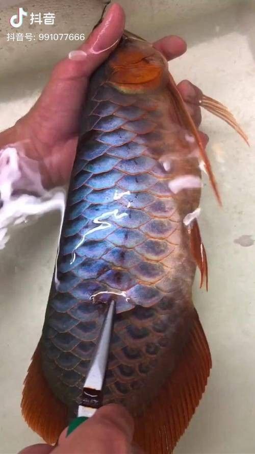 再給我?guī)讖堼堲~高清壁紙（精選多組龍魚壁紙，涵蓋不同風(fēng)格與場(chǎng)景）
