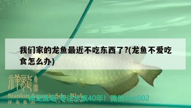 我們家的龍魚最近不吃東西了?(龍魚不愛吃食怎么辦)（龍魚不吃東西怎么辦）