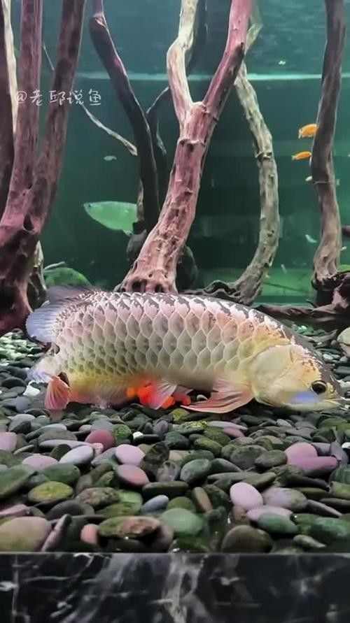 瓊山龍魚的主要品種有哪些，瓊山龍魚的主要品種有哪些瓊山龍魚的品種有哪些
