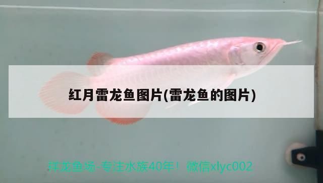 紅月雷龍魚圖片(雷龍魚的圖片)
