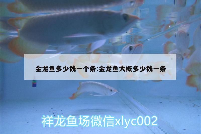 金龍魚多少錢一個條:金龍魚大概多少錢一條（金龍魚多少錢一個條）