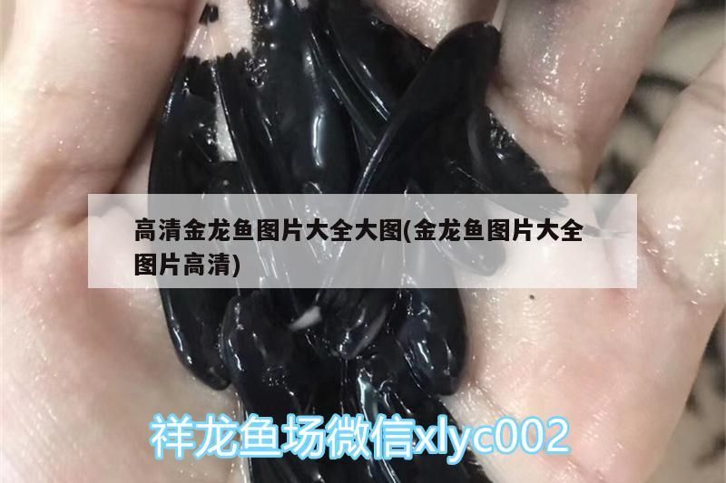 高清金龍魚圖片大全大圖(金龍魚圖片大全圖片高清)（金龍魚圖片大全）