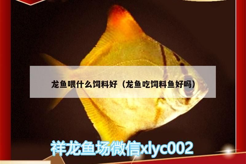 龍魚喂什么飼料好（龍魚吃飼料魚好嗎）