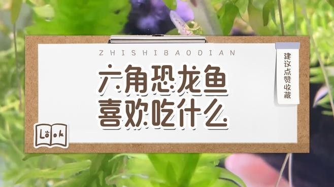 恐龍魚的食物有哪些？（恐龍魚不吃東西怎么辦農技之家六角恐龍魚喂食指南） 恐龍魚的食物有哪些？（恐龍魚不吃東西怎么辦農技之家六角恐龍魚喂食指南） 龍魚百科 第2張