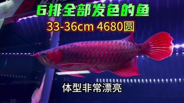 紅翼麒麟龍魚的市場價格如何（紅翼麒麟龍魚市場價格）