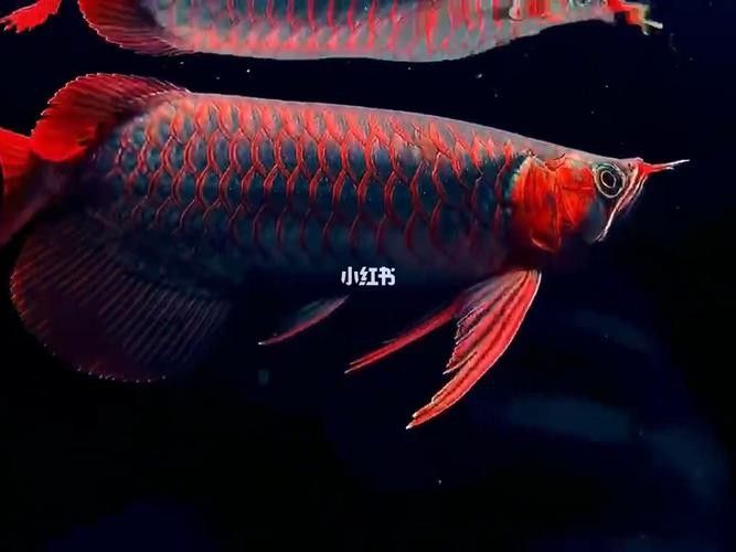 紅翼麒麟龍魚的市場價格如何（紅翼麒麟龍魚市場價格）