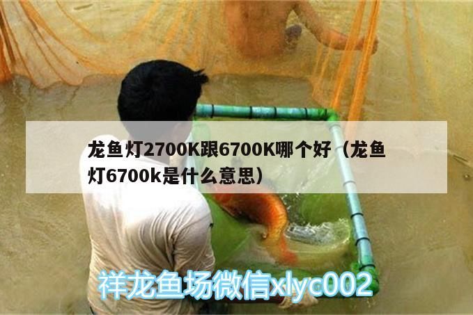 龍魚燈2700K跟6700K哪個好（龍魚燈6700k是什么意思）（龍魚燈2700k和6700k跟6700k哪個好，龍魚燈6700k哪個好）