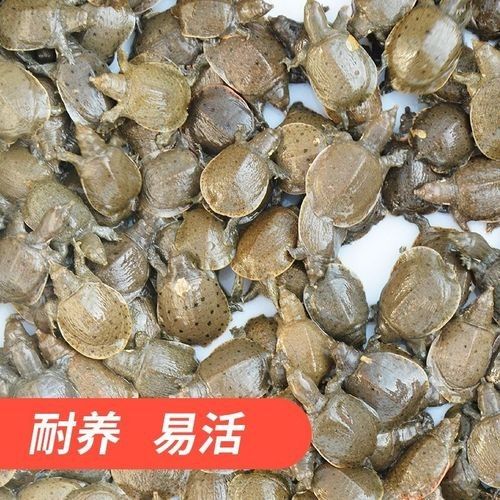 蓬安哪個水族館龍魚好？祥龍魚場龍魚（廣州祥龍魚場，極品祥龍魚場）