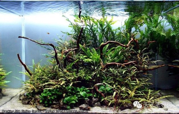 可以和龍魚混養的龜有哪些（可以和龍魚混養的龜有哪些品種）