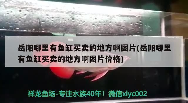 岳陽(yáng)哪里有魚(yú)缸買(mǎi)賣(mài)的地方啊圖片(岳陽(yáng)哪里有魚(yú)缸買(mǎi)賣(mài)的地方啊圖片價(jià)格)