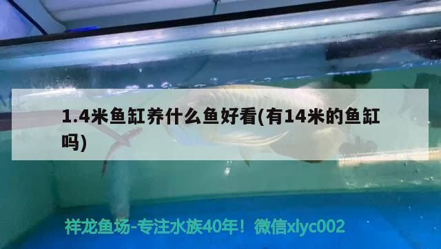 1.4米魚缸養什么魚好看(有14米的魚缸嗎)（1.4米魚缸養什么魚好看）