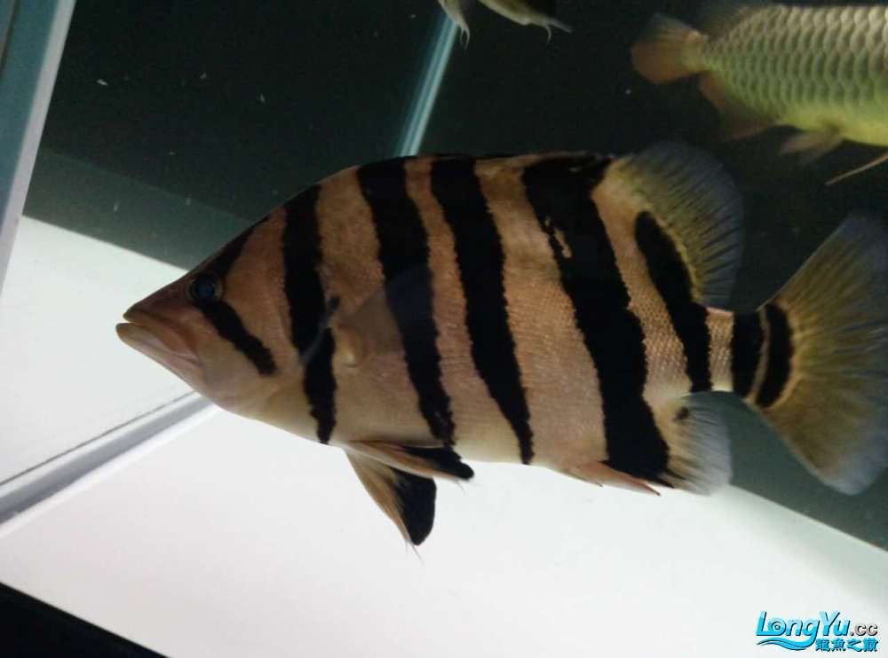 廣州出售 28CM 高身 印尼四紋 明虎（廣州出售28cm高身印尼四紋明虎）