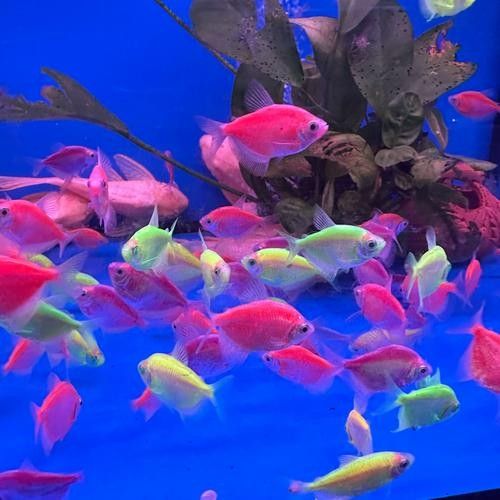 推薦一些釣七彩龍魚的好地點(diǎn)