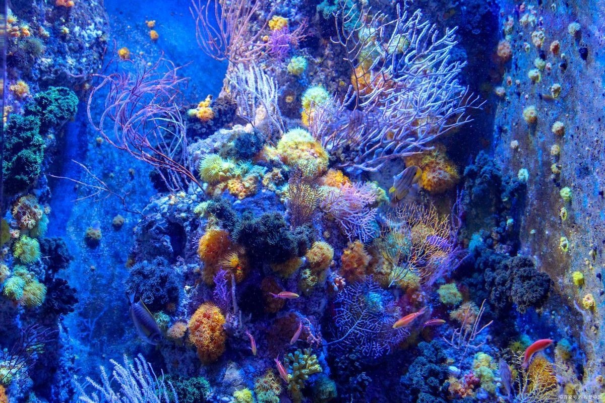推薦一些釣七彩龍魚的好地點(diǎn)