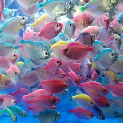 推薦一些釣七彩龍魚的好地點(diǎn)