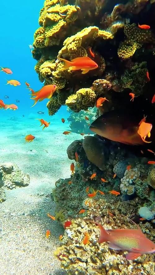 推薦一些釣七彩龍魚的好地點(diǎn)