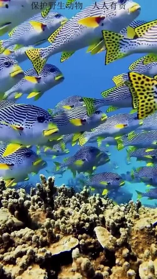 推薦一些釣七彩龍魚的好地點(diǎn)