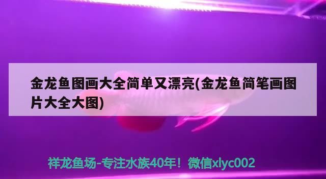 金龍魚圖畫大全簡單又漂亮(金龍魚簡筆畫圖片大全大圖)