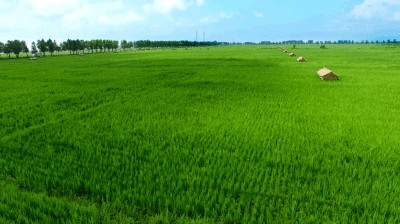 金龍魚成都分公司電話銷量部電話（金龍魚成都經(jīng)銷商電話）（金龍魚成都分公司）