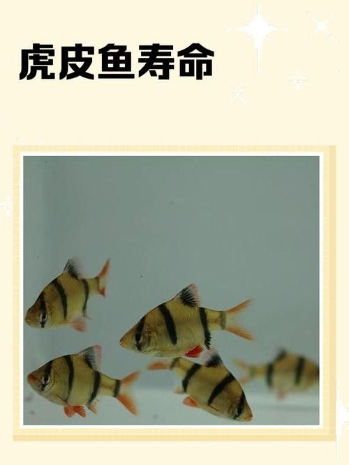 虎皮恐龍魚能長多大（虎皮恐龍魚在什么溫度下生長最快，虎皮恐龍魚怎么養）