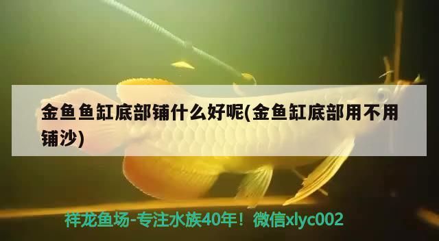 金魚魚缸底部鋪什么好呢(金魚缸底部用不用鋪沙)
