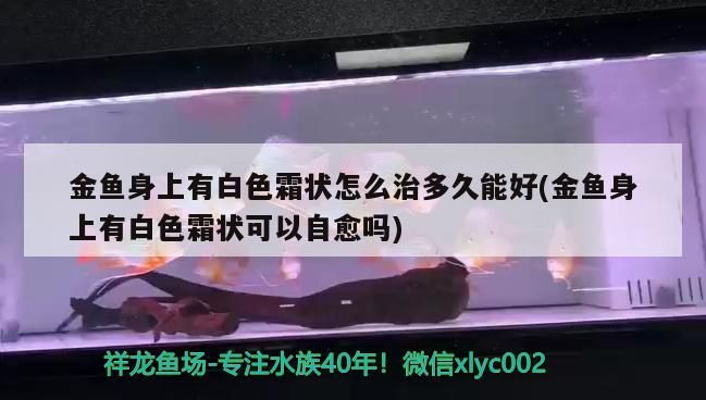 金魚身上有白色霜狀怎么治多久能好(金魚身上有白色霜狀可以自愈嗎)（金魚身上有白色霜狀可以自愈嗎）