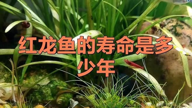 紅龍趴缸一般持續(xù)多久（龍魚(yú)趴缸亂竄什么原因‘趴缸’揭秘背后真相與解救策略）