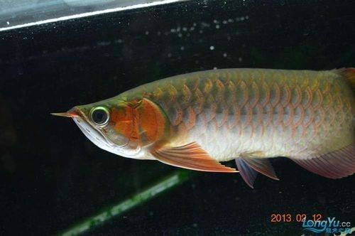 和興龍魚有哪些熱門品種（和興龍魚哪個品種最好養，）