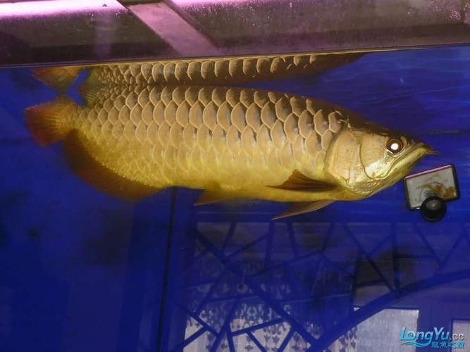 和興龍魚有哪些熱門品種（和興龍魚哪個品種最好養，）