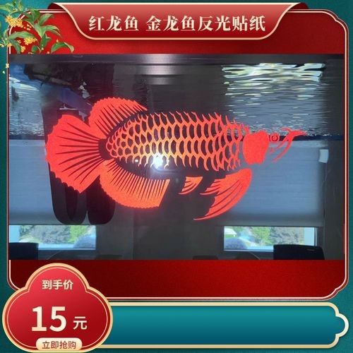 和興龍魚有哪些熱門品種（和興龍魚哪個品種最好養，）