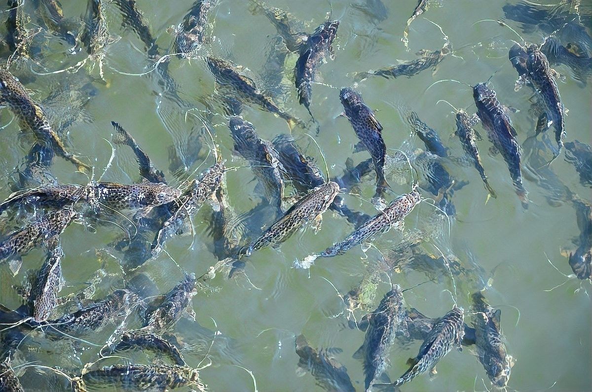龍魚苗的最佳購買季節(jié)（龍魚苗的最佳購買季節(jié)是什么時候？） 龍魚苗的最佳購買季節(jié)（龍魚苗的最佳購買季節(jié)是什么時候？） 龍魚百科 第8張