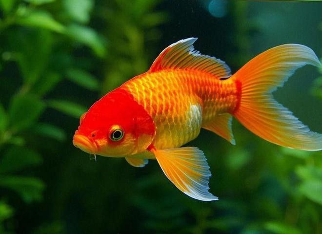 金龍魚和金魚能混養(yǎng)嗎？ 金龍魚和金魚能混養(yǎng)嗎？ 龍魚百科 第3張