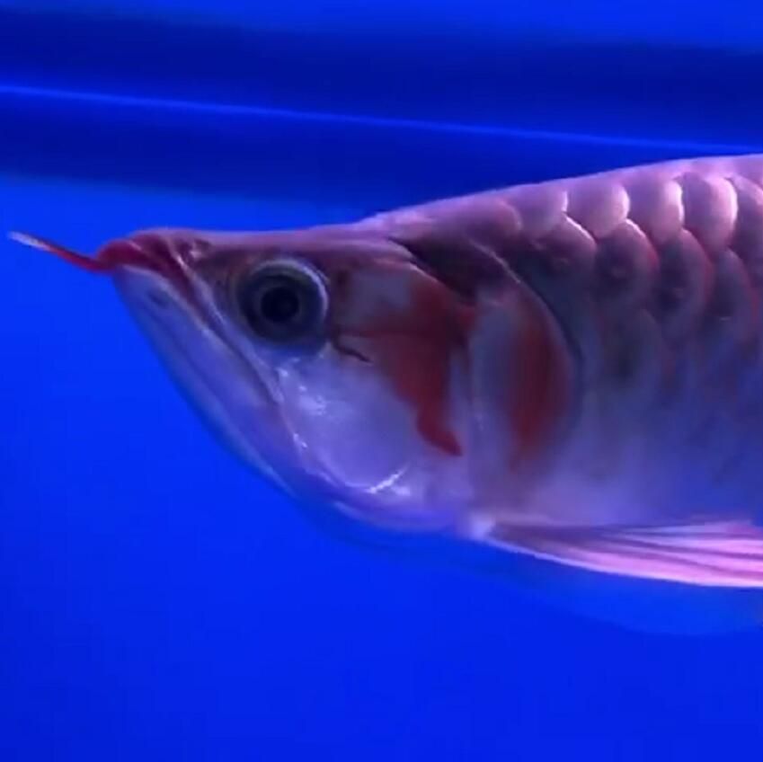 岳陽水族館打算5龍混求前輩大神們指點迷津（岳陽水族館計劃5月1日舉辦“五龍混求”特別展覽）
