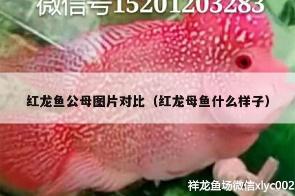 紅龍魚公母圖片對比（紅龍母魚什么樣子）