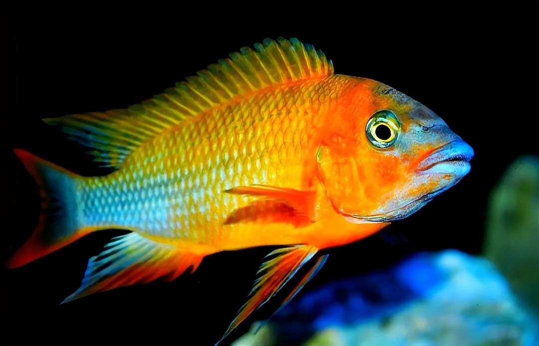 如何區(qū)分不同品種的龍王魚（不同品種的龍王魚可以從以下幾個(gè)方面著手）