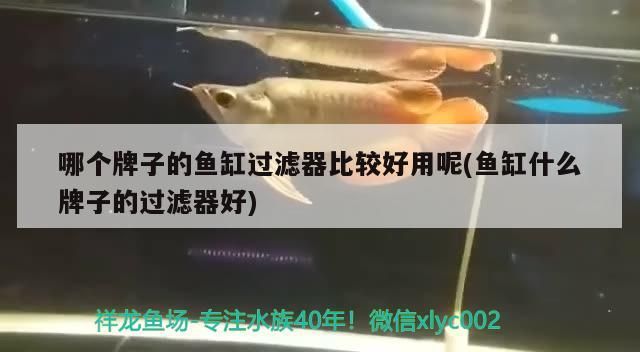 龍魚開什么顏色的燈好養（龍魚開什么顏色的燈好養活）