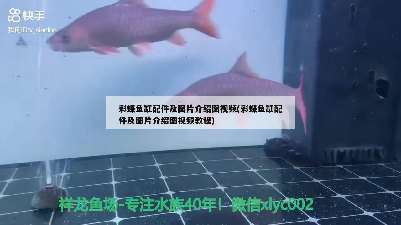 龍魚開什么顏色的燈好養（龍魚開什么顏色的燈好養活）
