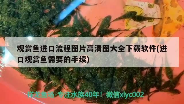 《原神》金赤假龍魚多久刷新金赤假龍刷新時間是什么，《原神》金赤假龍和錆假龍刷新時間是什么金赤假龍刷新時間