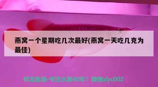《原神》金赤假龍魚多久刷新金赤假龍刷新時間是什么，《原神》金赤假龍和錆假龍刷新時間是什么金赤假龍刷新時間