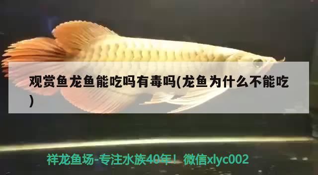觀賞魚龍魚能吃嗎有毒嗎(龍魚為什么不能吃)（觀賞魚龍魚能吃嗎有毒嗎）
