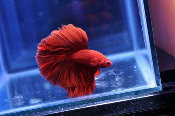 哪種藥物治療紅龍魚凸眼病最安全