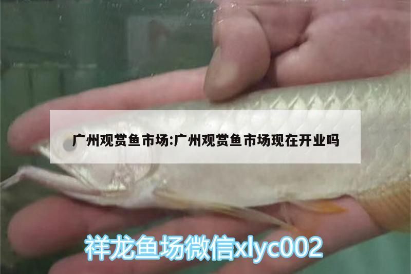 廣州觀賞魚市場:廣州觀賞魚市場現(xiàn)在開業(yè)嗎