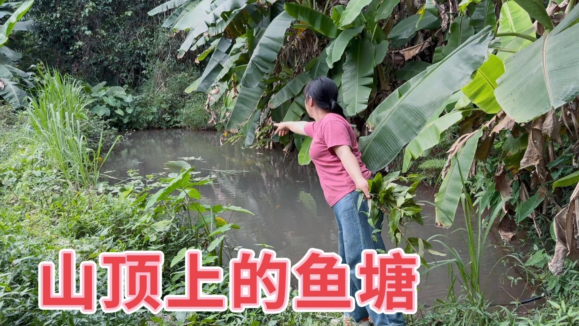 觀賞性雪龍魚適合家庭養殖嗎