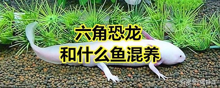六角恐龍魚可以混養嗎？