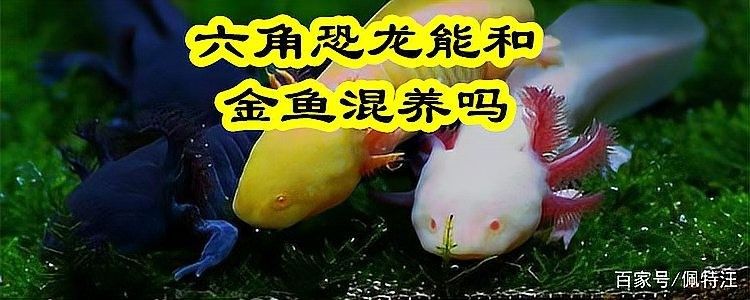 六角恐龍魚可以混養嗎？