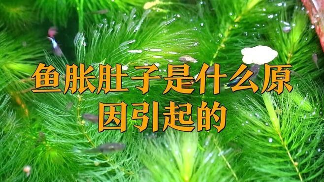 如何區分龍魚腹水和漲肚（魚腹水和漲肚是兩種常見的魚類健康問題）